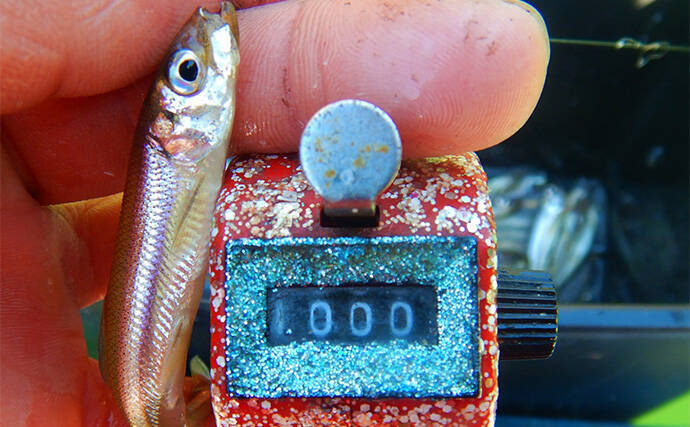 ワカサギ釣り上級者が振り返る「2022-23」シーズン　平均釣果は859尾