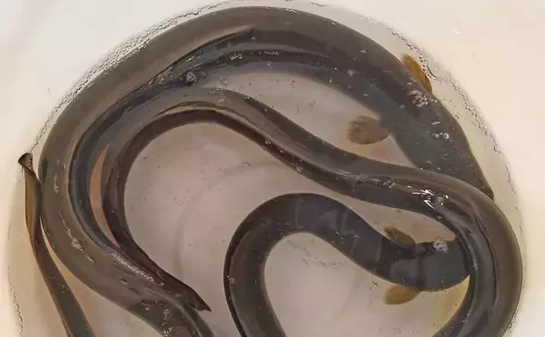 木曽川ウナギ釣りで68cm手中【愛知】 イソメとアケミ貝の抱き合わせにヒット