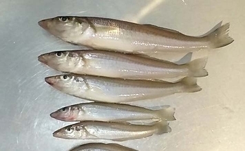 福間漁港海浜公園のシロギス釣りで最長20cm含む50尾を手中【福岡】3色ラインで連掛けヒット