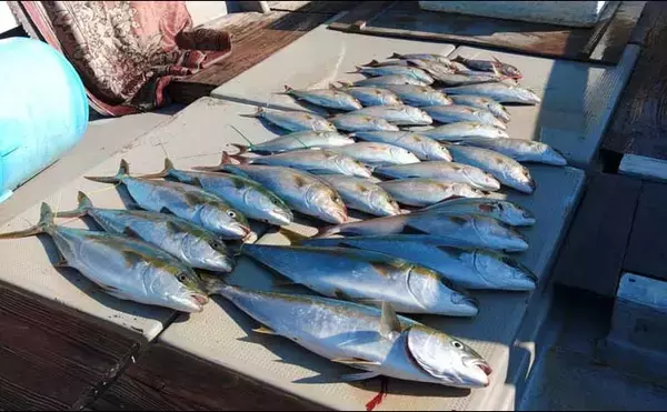 「【沖釣り釣果速報】ネリゴ6尾＆マダイ2.5kgと快釣！ライトジギング＆タイラバで高級魚が連発（長崎・佐賀）」の画像