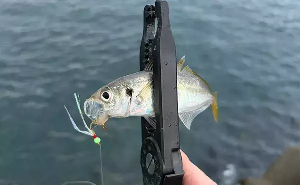 深日港でのライトショアジギングでアジ5尾を手中【大阪】ジグサビキにヒット