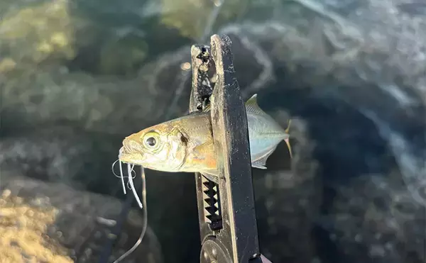 「深日港でのライトショアジギングでアジ5尾を手中【大阪】ジグサビキにヒット」の画像