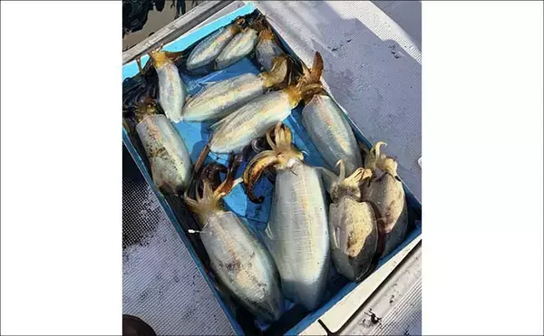 「【沖のルアー釣果速報】22.9kgタネトン手中！トンジギで大型連発の好況続く（三重）」の画像