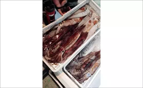 「【沖のルアー釣果速報】22.9kgタネトン手中！トンジギで大型連発の好況続く（三重）」の画像