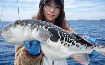 東京湾でトラフグ釣りに注目集まる！　関東エリアの【船釣り特選釣果】