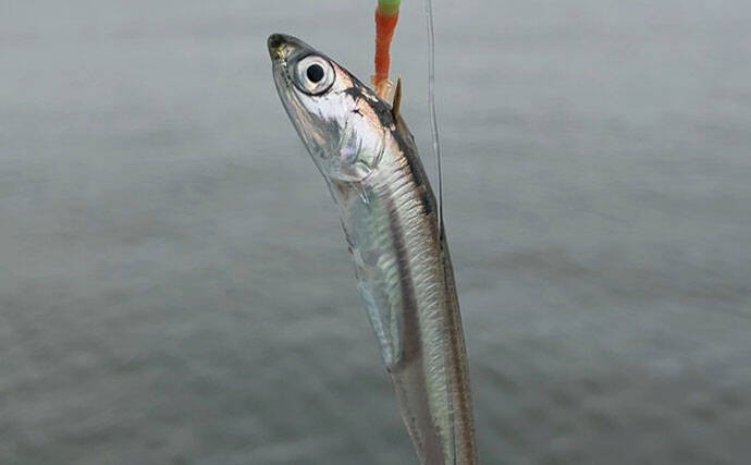 「何が変わった？」南港魚つり園が4か月半ぶりに再開！【大阪】開園初日に釣りに行ってみた
