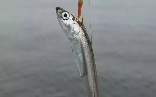「「何が変わった？」南港魚つり園が4か月半ぶりに再開！【大阪】開園初日に釣りに行ってみた」の画像