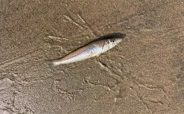 「サーフの投げ釣りシーズン開幕！ ピンギスサイズ中心もキス30匹キャッチ成功【三重】」の画像