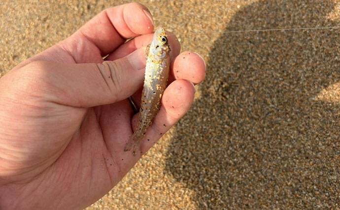 サーフの投げ釣りシーズン開幕！ ピンギスサイズ中心もキス30匹キャッチ成功【三重】
