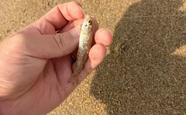 「サーフの投げ釣りシーズン開幕！ ピンギスサイズ中心もキス30匹キャッチ成功【三重】」の画像