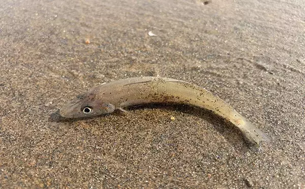 「サーフの投げ釣りシーズン開幕！ ピンギスサイズ中心もキス30匹キャッチ成功【三重】」の画像
