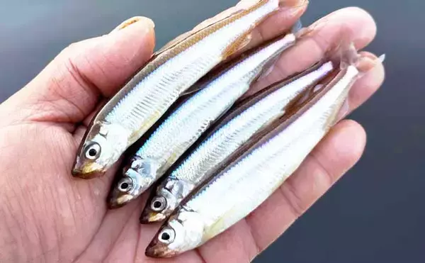 芦ノ湖の「夏ワカサギ」釣りシーズンが開幕！ 10cm前後の良型揃いで72尾手中