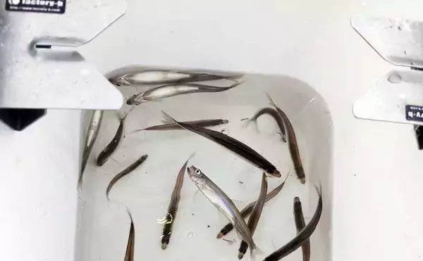 「芦ノ湖の「夏ワカサギ」釣りシーズンが開幕！ 10cm前後の良型揃いで72尾手中」の画像