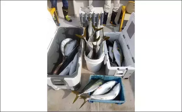 「【福井】沖釣り最新釣果　タイラバで80cm超えモンスターマダイ浮上」の画像