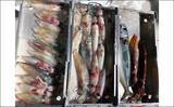 「【福井】沖釣り最新釣果　タイラバで80cm超えモンスターマダイ浮上」の画像4