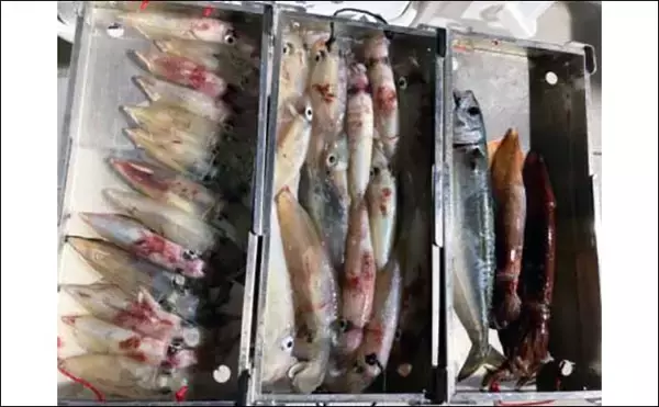 「【福井】沖釣り最新釣果　タイラバで80cm超えモンスターマダイ浮上」の画像