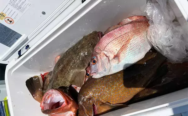 真夏のテンヤマダイ釣りで50cm本命【福岡・関門エリア】好ゲストに大型キジハタ