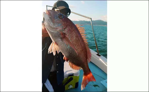 「真夏のテンヤマダイ釣りで50cm本命【福岡・関門エリア】好ゲストに大型キジハタ」の画像