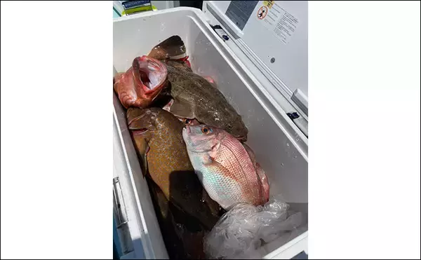 「真夏のテンヤマダイ釣りで50cm本命【福岡・関門エリア】好ゲストに大型キジハタ」の画像