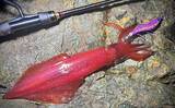 「陸っぱりエギング釣行で1.2kgアオリイカ【島根】ゲストにケンサキイカも顔見せ」の画像3
