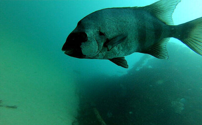 イシダイが＜磯の王様＞と呼ばれるワケ　最大の特徴は成長による体色の変化＆強靭な歯と顎