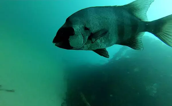 「イシダイが＜磯の王様＞と呼ばれるワケ　最大の特徴は成長による体色の変化＆強靭な歯と顎」の画像