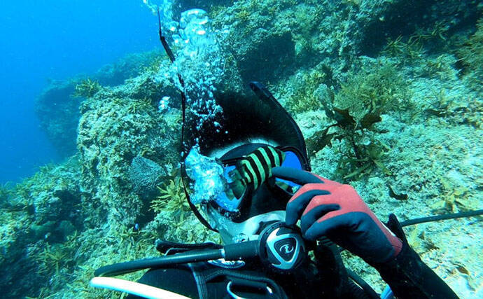 イシダイが＜磯の王様＞と呼ばれるワケ　最大の特徴は成長による体色の変化＆強靭な歯と顎