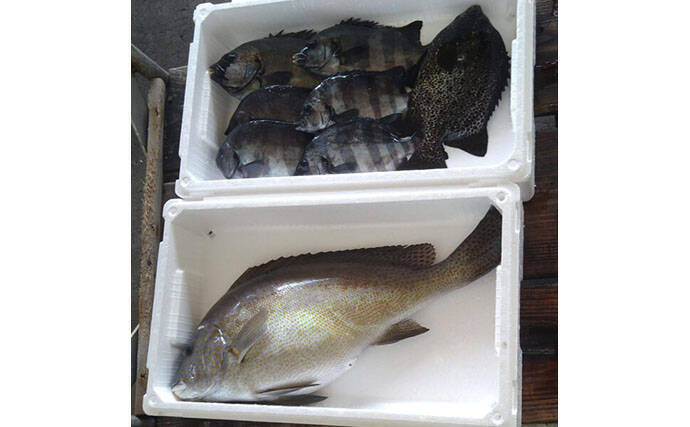 イシダイが＜磯の王様＞と呼ばれるワケ　最大の特徴は成長による体色の変化＆強靭な歯と顎