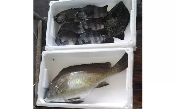 「イシダイが＜磯の王様＞と呼ばれるワケ　最大の特徴は成長による体色の変化＆強靭な歯と顎」の画像