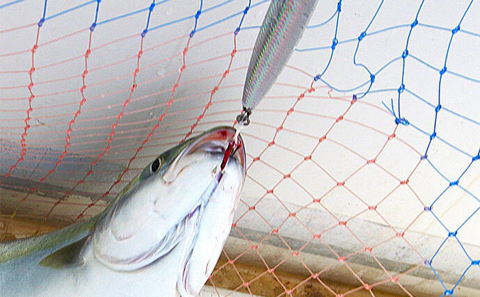 明石沖ボートジギング釣行で50cm級ハマチ2匹　強いベイト反応出ればチャンス！