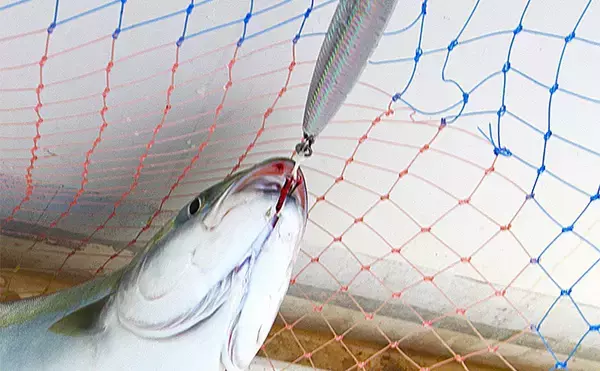 「明石沖ボートジギング釣行で50cm級ハマチ2匹　強いベイト反応出ればチャンス！」の画像