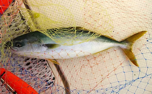 「明石沖ボートジギング釣行で50cm級ハマチ2匹　強いベイト反応出ればチャンス！」の画像