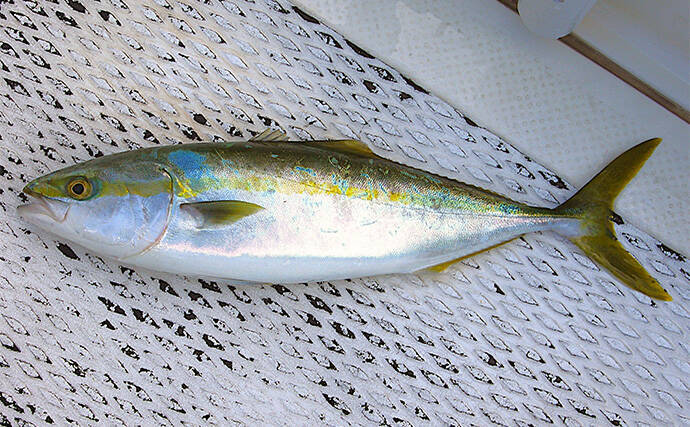 明石沖ボートジギング釣行で50cm級ハマチ2匹　強いベイト反応出ればチャンス！