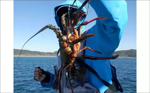 「【沖釣り釣果速報】良型クエ登場で船上騒然！イワシ泳がせ釣りで高級食材乱舞（愛知）」の画像