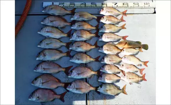 「【沖釣り釣果速報】良型クエ登場で船上騒然！イワシ泳がせ釣りで高級食材乱舞（愛知）」の画像