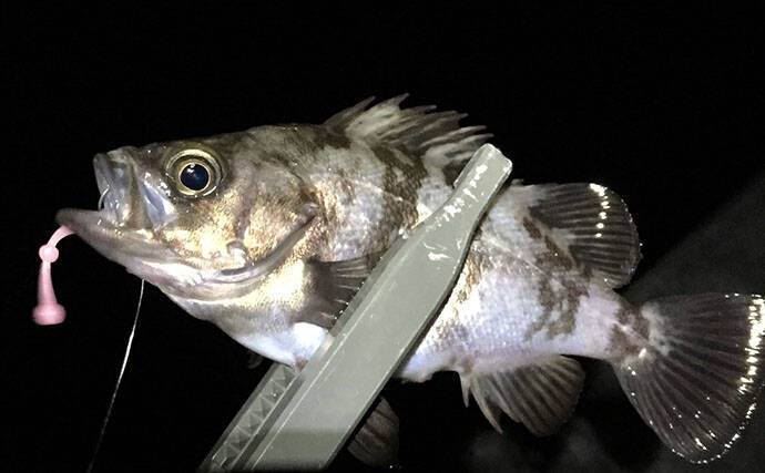 春のバチ抜けメバリング入門  【海水温目安・狙うレンジ・ルアー選び方を解説】