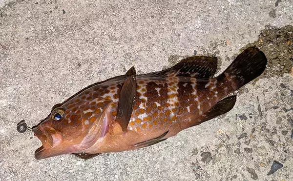 「漁港ライトゲームでアジ・アコウ・ガシラ【京都】アジングは連発せず拾い釣り」の画像