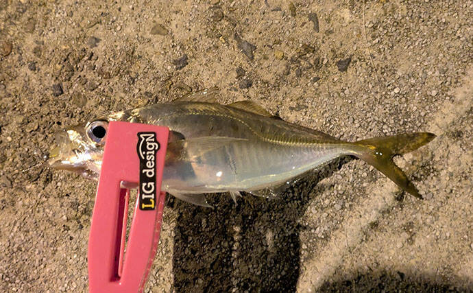 漁港ライトゲームでアジ・アコウ・ガシラ【京都】アジングは連発せず拾い釣り