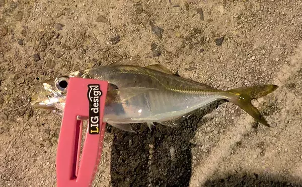 「漁港ライトゲームでアジ・アコウ・ガシラ【京都】アジングは連発せず拾い釣り」の画像