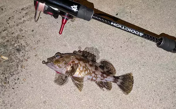 「漁港ライトゲームでアジ・アコウ・ガシラ【京都】アジングは連発せず拾い釣り」の画像