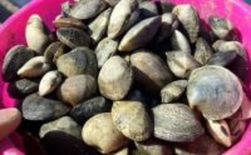 掘り跡が目立つ干潟で「残りポイント」発見！　松島漁場での潮干狩りで良型アサリ確保【愛知】