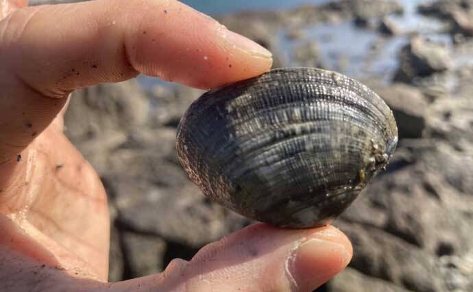 掘り跡が目立つ干潟で「残りポイント」発見！　松島漁場での潮干狩りで良型アサリ確保【愛知】