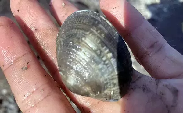 「掘り跡が目立つ干潟で「残りポイント」発見！　松島漁場での潮干狩りで良型アサリ確保【愛知】」の画像