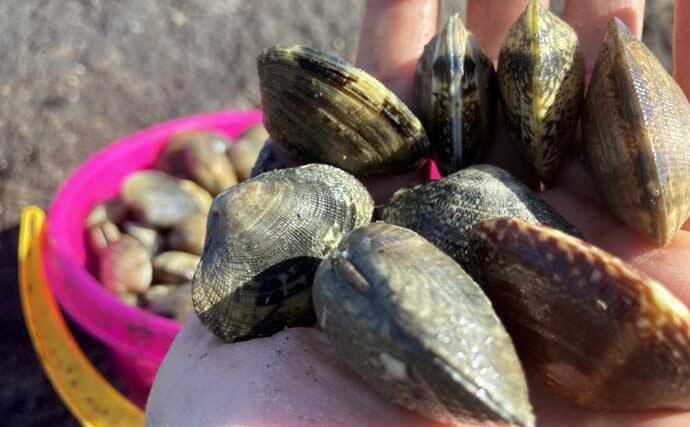 掘り跡が目立つ干潟で「残りポイント」発見！　松島漁場での潮干狩りで良型アサリ確保【愛知】