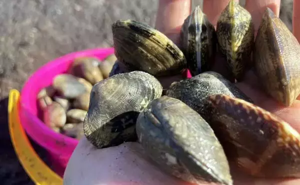 「掘り跡が目立つ干潟で「残りポイント」発見！　松島漁場での潮干狩りで良型アサリ確保【愛知】」の画像