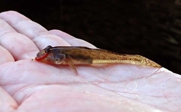 東京スカイツリー周辺でハゼ釣り堪能【北十間川】6cm級デキハゼがポツポツ顔見せ