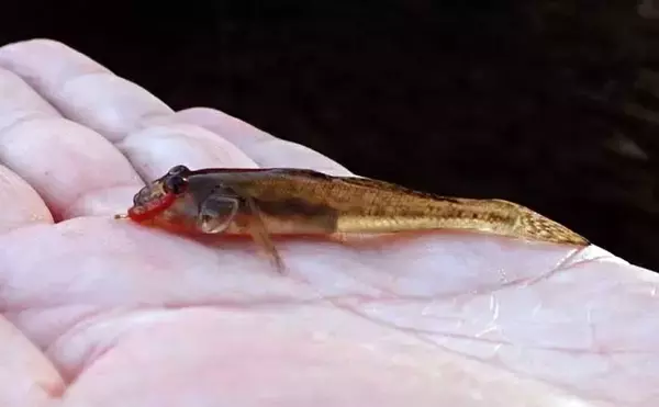東京スカイツリー周辺でハゼ釣り堪能【北十間川】6cm級デキハゼがポツポツ顔見せ
