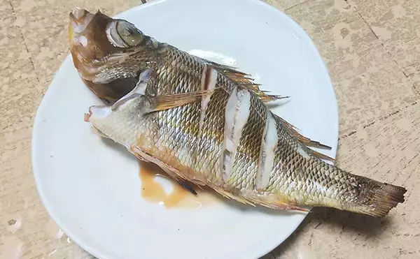 釣魚で作る「日本酒にうってつけ」レシピ：ロギのちょい干し　冷蔵庫で干せば旨み凝縮