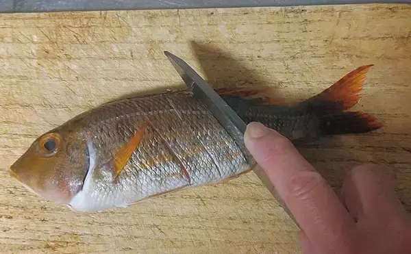 「釣魚で作る「日本酒にうってつけ」レシピ：ロギのちょい干し　冷蔵庫で干せば旨み凝縮」の画像