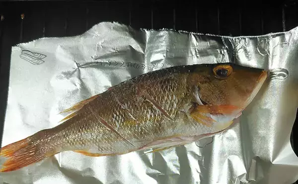 「釣魚で作る「日本酒にうってつけ」レシピ：ロギのちょい干し　冷蔵庫で干せば旨み凝縮」の画像